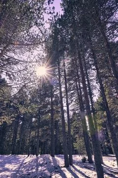 A pine forest in winter surrounded by snow Stock Photos