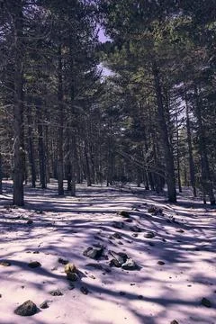 A pine forest in winter surrounded by snow Stock Photos