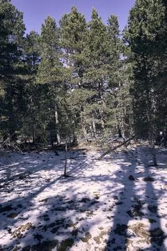 A pine forest in winter surrounded by snow Stock Photos