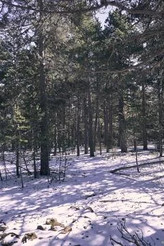 A pine forest in winter surrounded by snow Stock Photos