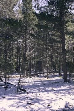 A pine forest in winter surrounded by snow. Stock Photos