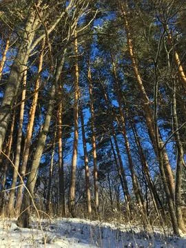 Pine forest in winter with tall trees against the blue sky Stock Photos