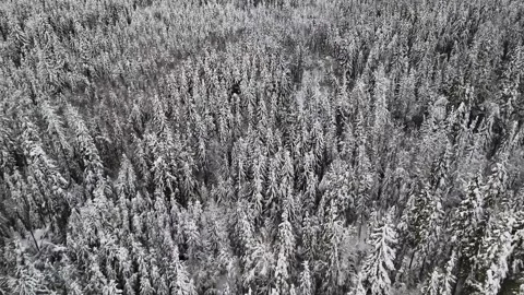 Pine forest in the winter time Stock Footage 320800897