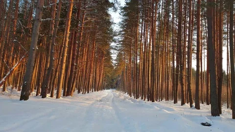 Pine forest in winter. Trees in the forest at sunset in winter Stock Footage 101554654