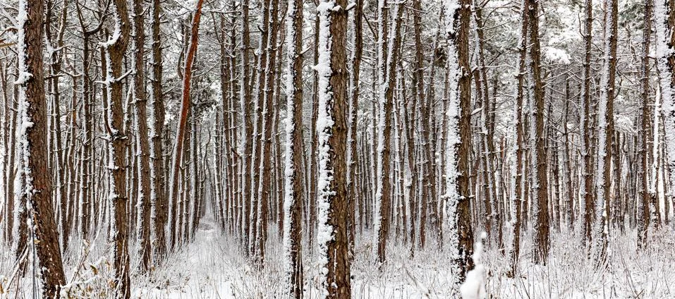Pine forest in winter, trunks of trees, panorama Stock Photos