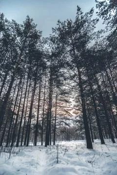 Pine forest in winter wide angle Stock Photos
