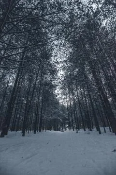 Pine forest in winter wide angle Stock Photos