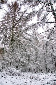Pine Forest in Wintertime Stock Photos
