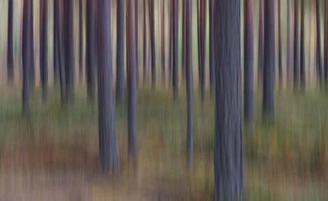 Pine forest wipe pattern Koli National Park Koli Finland Europe Foto stock