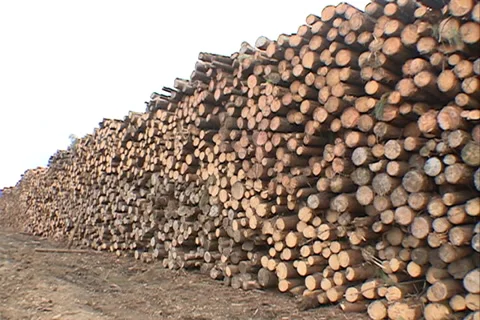 Pine Forest wood industry SD-04 스톡 동영상 37669395