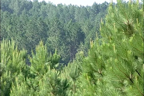 Pine Forest wood SD-09 库存影片 37669850