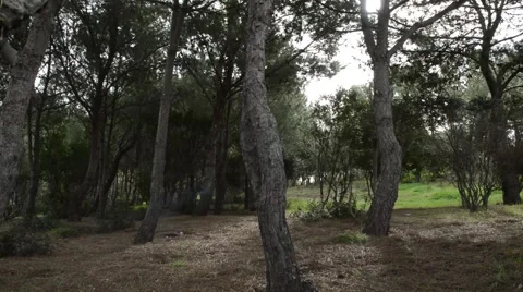 Pine Forest - woods with soft backlight 動画素材 61091036