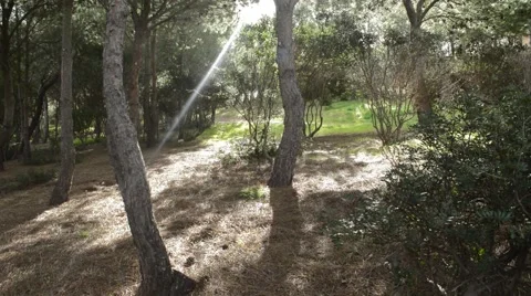 Pine Forest - woods with soft backlight Stock Footage 61091055