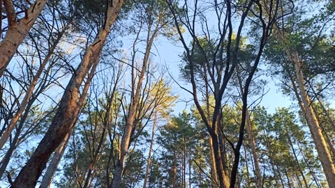 Pine forest with young pines and brushwood. Video stock 300727477