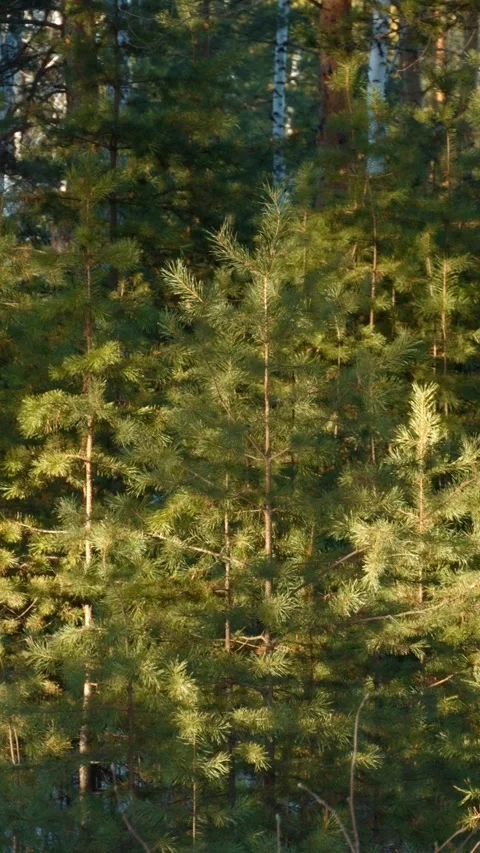 Pine forest, young trees. A picturesque landscape, a peaceful scene. Stock Footage 299980140