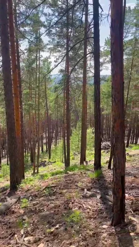 Pine forest in Zurich's local mountain. Stock Footage 338257795