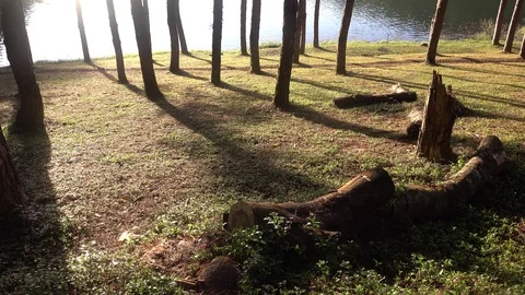 Pine forest1 Stock Footage 91803586