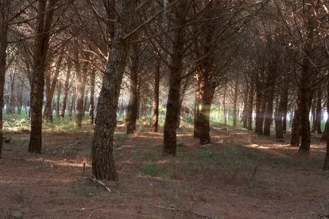 Pine forest...Many tall pine trees growing in the forest on the ground. Stock Photos