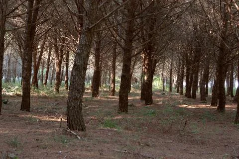 Pine forest...Many tall pine trees growing in the forest on the ground. Stock Photos