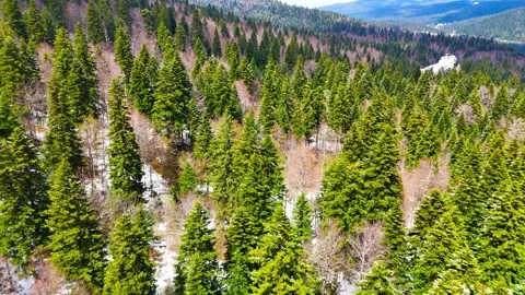 Pine Forests After Snowfall Stock-Footage 314164320