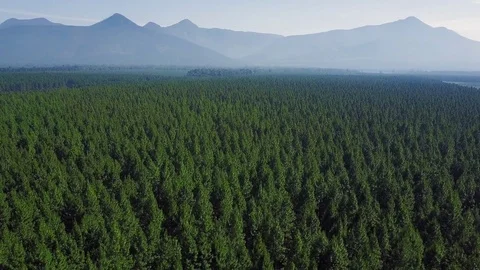 Pine forests and mountains Stock Footage 71611917