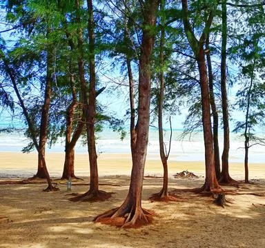 Pine forests beside the white sandy beach by the sea. Stock Photos