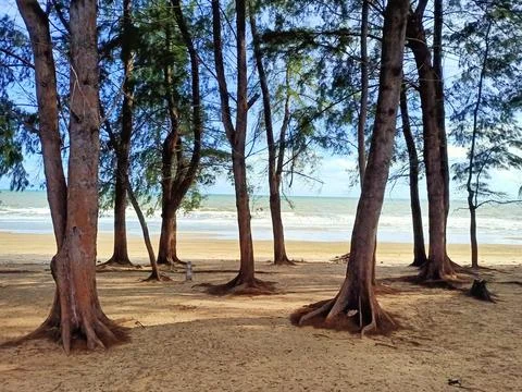 Pine forests beside the white sandy beach by the sea. Stock Photos