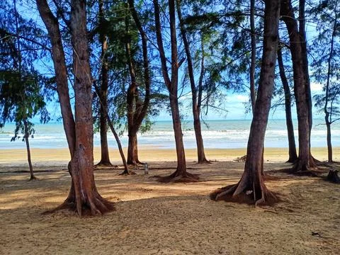 Pine forests beside the white sandy beach by the sea. Stock Photos