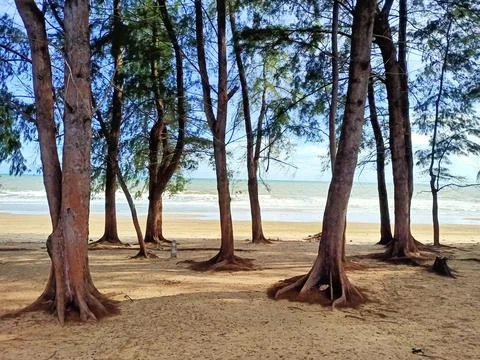 Pine forests beside the white sandy beach by the sea. Stock Photos
