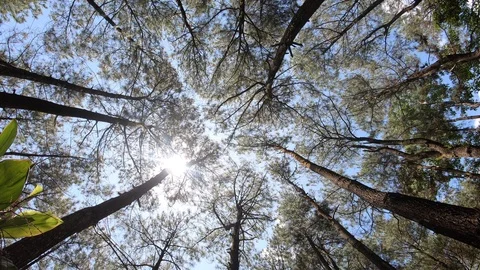 Pine forests Vídeos de archivo 104224360