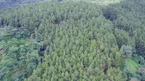 Pine forests Stock Footage