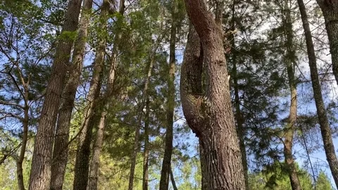 Pine forests 動画素材 206628214