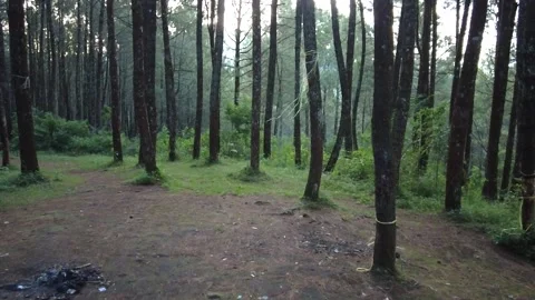 Pine forests Video stock 211786484