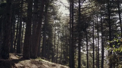 Pine forests Stock Footage 219613144