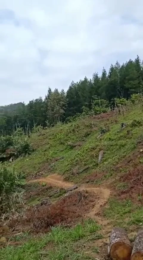 Pine forests Stock Footage 231548608