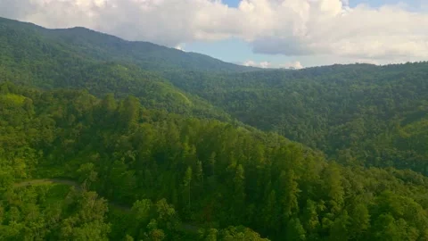 Pine forests Video stock 239509086