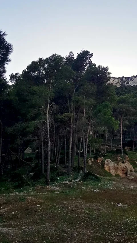Pine forests landscape, majestic tree tower, lush green trees Stock Footage 285778654