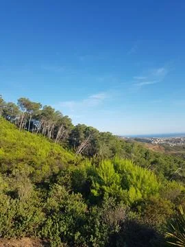 Pine forests in a magical sight Stock Photos