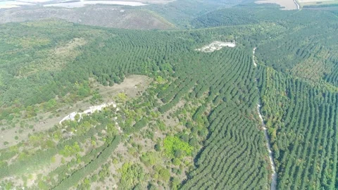 Pine Forests Meet Tranquil Lake Shore. Stock Footage 313954610