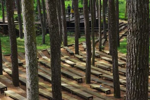 Pine forests Stock Photos