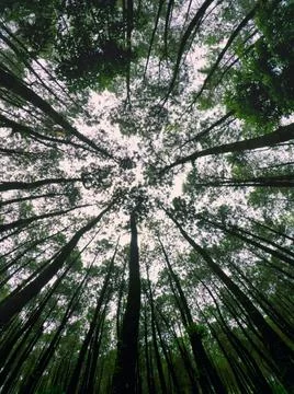 Pine forests Stock Photos