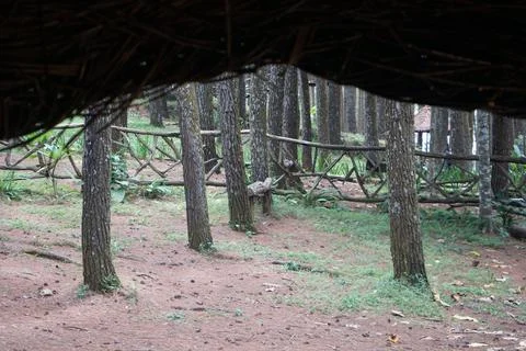 Pine forests Stock Photos