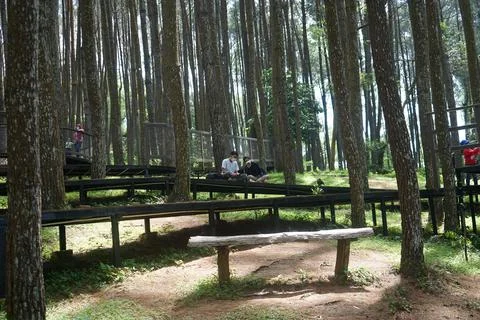 Pine forests Stock Photos