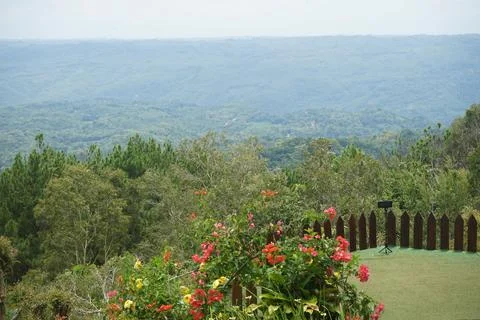 Pine forests Stock Photos