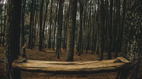 Pine forests Foto stock