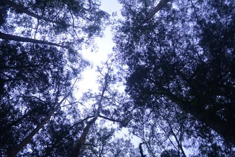 Pine Forests Stock Photos