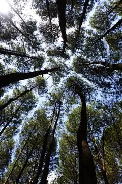 Pine forests Fotos de archivo