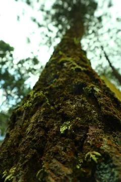 Pine forests Stock Photos
