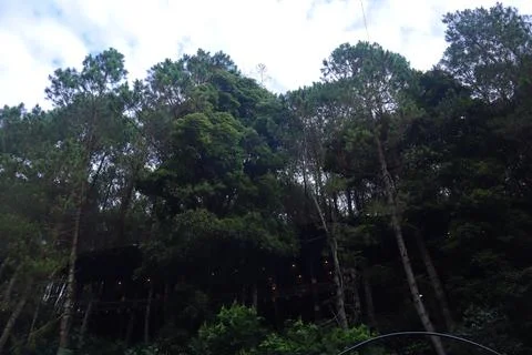 Pine forests Stock Photos