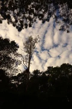 Pine forests Stock Photos